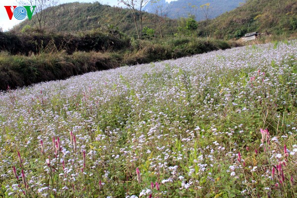 Spring flowers blossoming in northwestern region  - ảnh 10